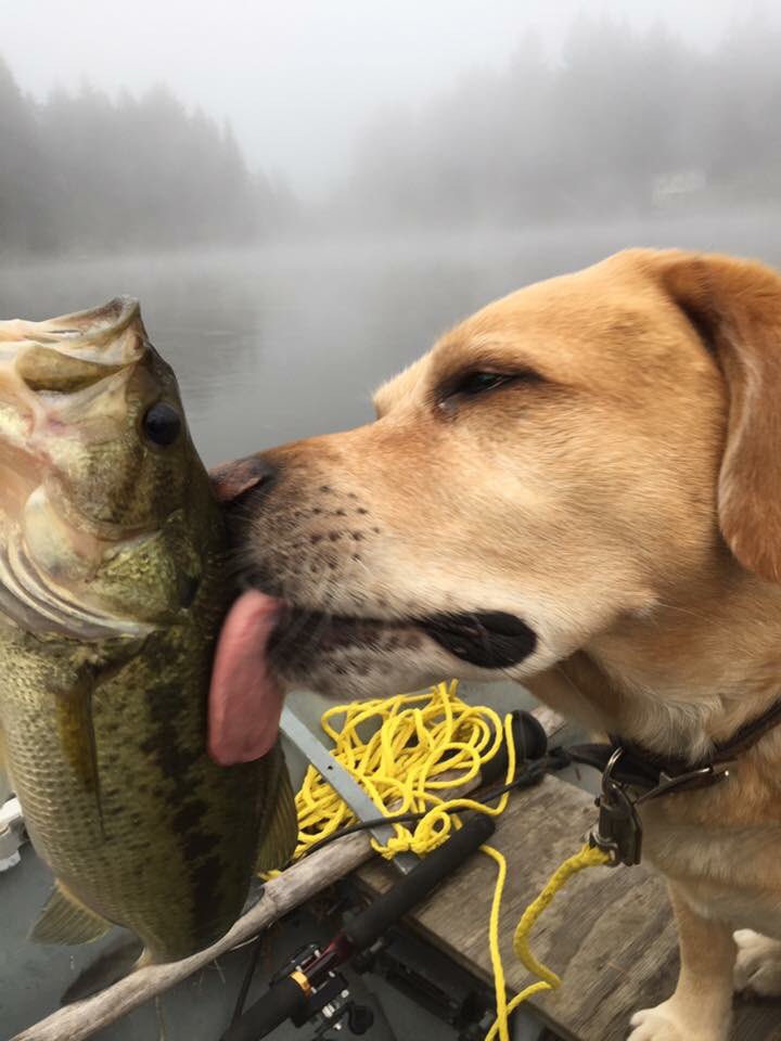 Fishing With Heroes tweet media