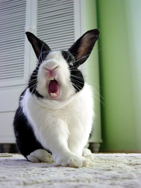 NorthOHomes's tweet photo. 🤦🏻‍♂️Don’t be a DUMB BUNNY! 🐰                                      
VET YOUR AGENT BEFORE you HIRE. 🏡💥
How to video w/websites coming soon!💡💰 https://t.co/KQFEfl5pIE