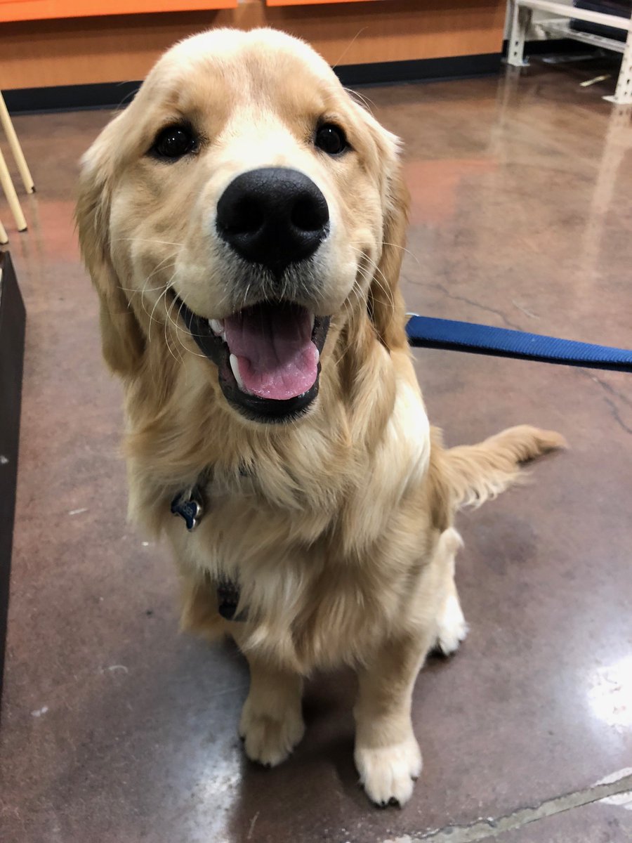 laurengrob's tweet photo. @dog_rates My baby Ryder ❤️ https://t.co/BWONGHDnlg