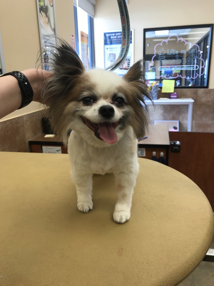 petsmart2480 tweet media