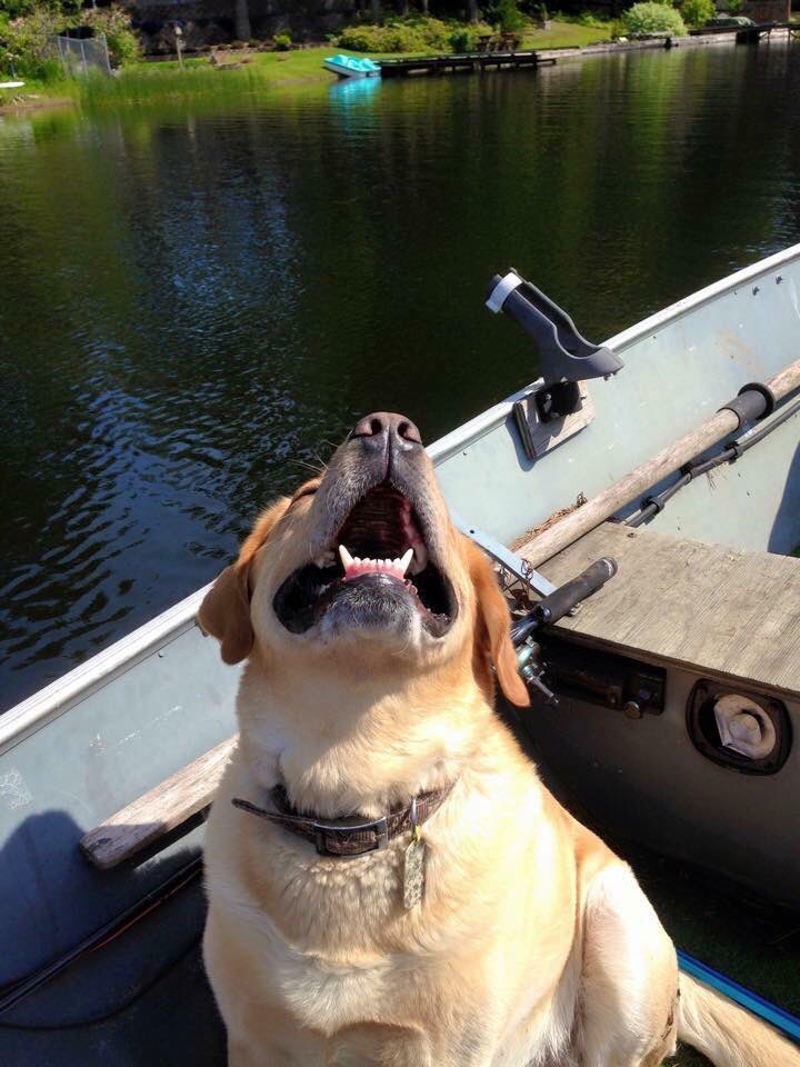 Fishing With Heroes tweet media