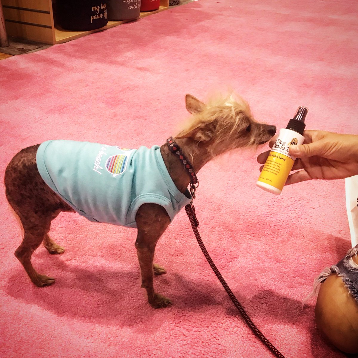 MyDogNoseIt's tweet photo. Last hour of @GlobalPetExpo! Get your orders in for our dog sunscreen at booth 4154! Free shipping on all orders placed at the show! ๐ถโค๏ธ๐พโ๏ธ๐ถโค๏ธ๐พโ๏ธ #globalpetexpo #mydognoseit #dogsunscreen #chinesecrested #petsunscreen #spf #sunscreen #dogproduct https://t.co/NindNwnME0