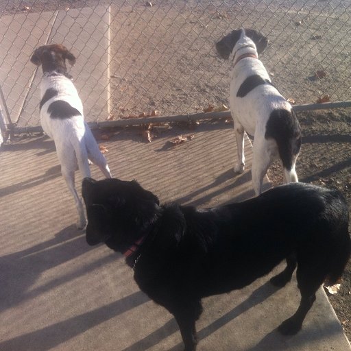 FlukerDavid's tweet image. Birthdays Today!  Zoey &amp;amp; Nellie turn 15, and Comet turns 9!  😲🐶  #dogsoftwitter #coonhound #treeing #walker #oldladies #seniordogs #blacklabsmatter