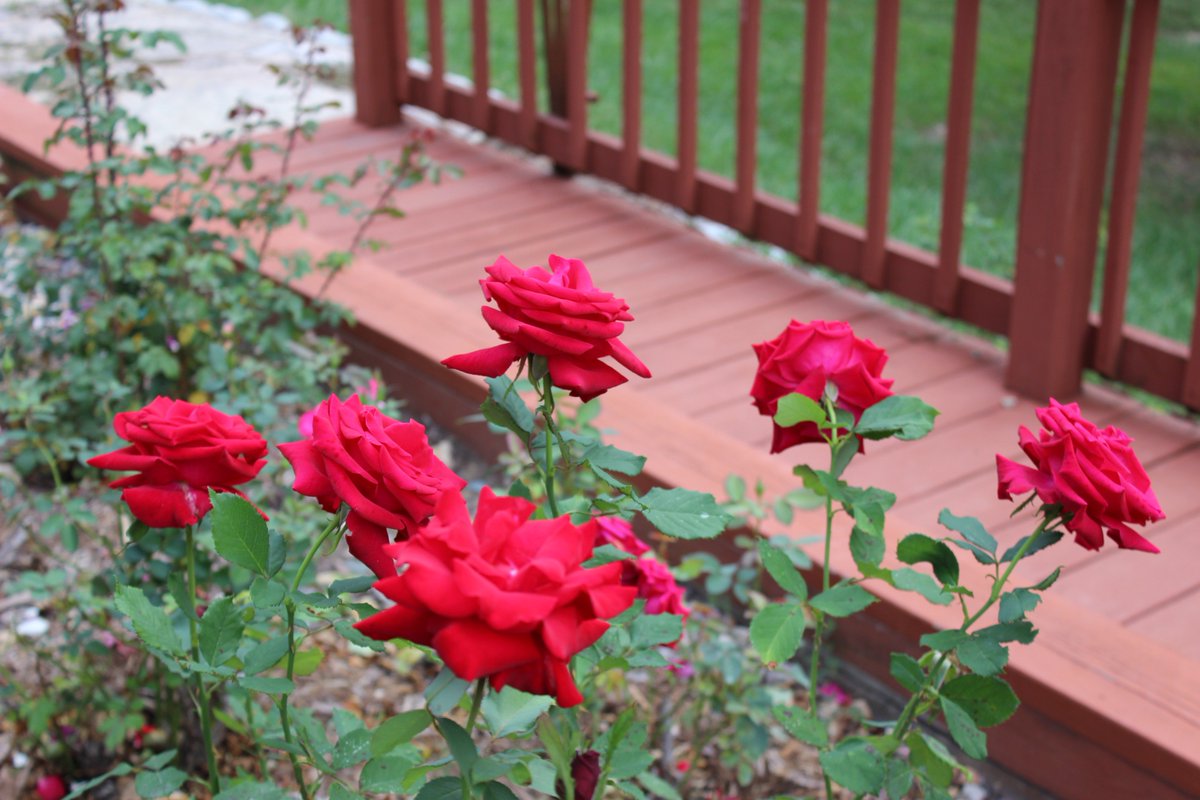 gagasgarden's tweet photo. "Hot Cocoa', in the #garden below is also available @JacksonPerkins
on sale! Include #chicagoflower on orders $75 or more for free shipping.
#JacksonandPerkins #MyJPRoses #roses https://t.co/7rto66SvYu https://t.co/wmSkzAvuPI
