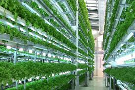 Could high-tech #verticalfarms help us feed the world in the 21st century?
bit.ly/2CIjJM0
#AgTech #IndoorFarming #FoodInnovation