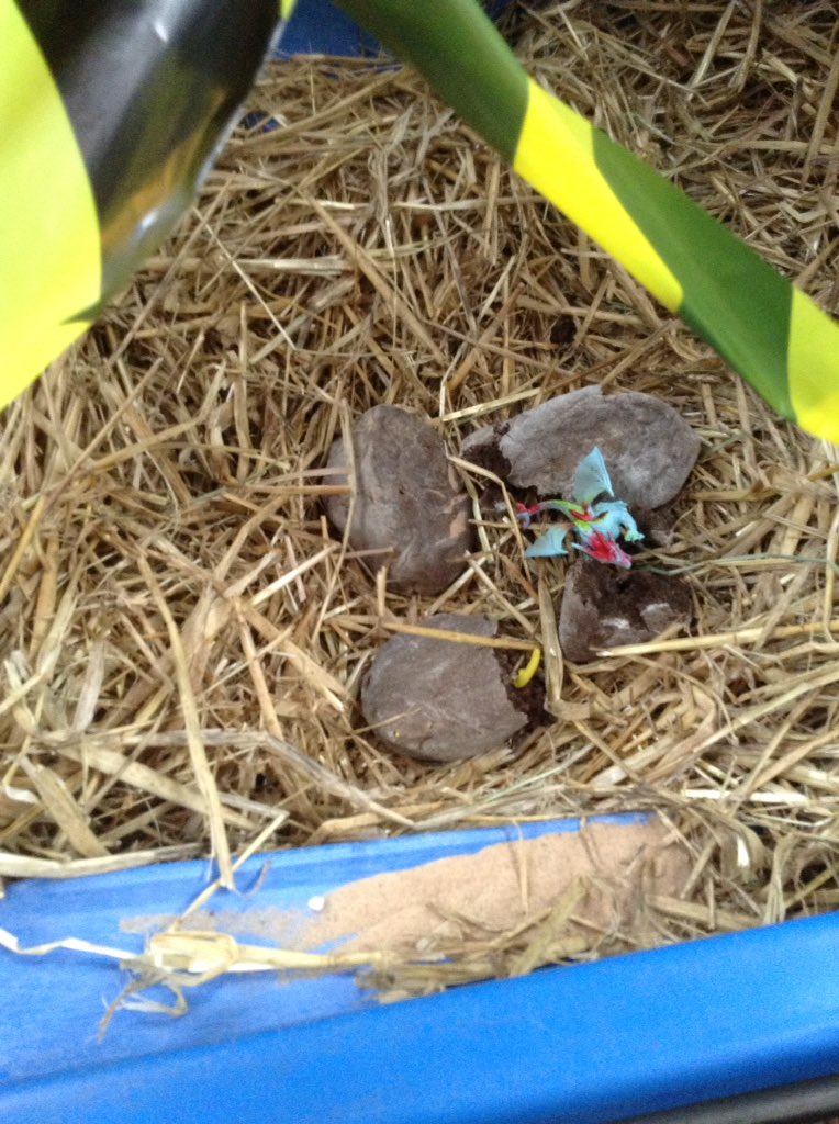 BHPSYearR's tweet photo. Lot's of conversation this week linked to the book Zog, the author Julie Donaldson and the surprise eggs that have been left for us!! https://t.co/Wy9GopcAIO