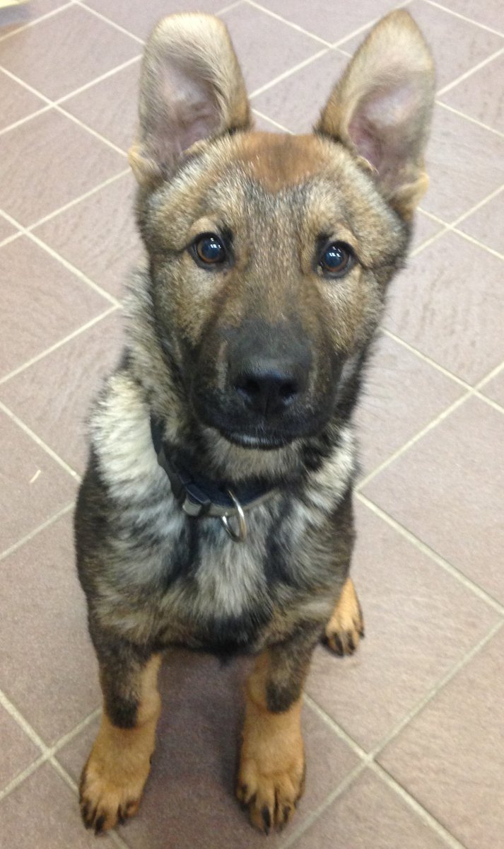 rcmpmb's tweet image. Hi, I’m Jay! I may be cute enough to melt hearts but when I get bigger I’m gonna be a big, tough Police Dog. Watch out bad guys. #NationalPuppyDay #rcmpmb