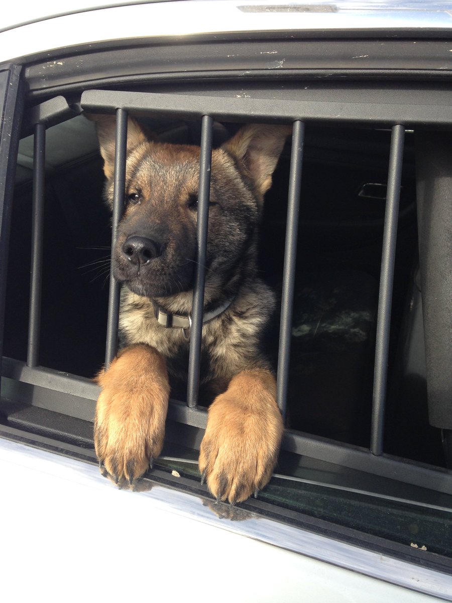 rcmpmb's tweet image. Hi, I’m Jay! I may be cute enough to melt hearts but when I get bigger I’m gonna be a big, tough Police Dog. Watch out bad guys. #NationalPuppyDay #rcmpmb