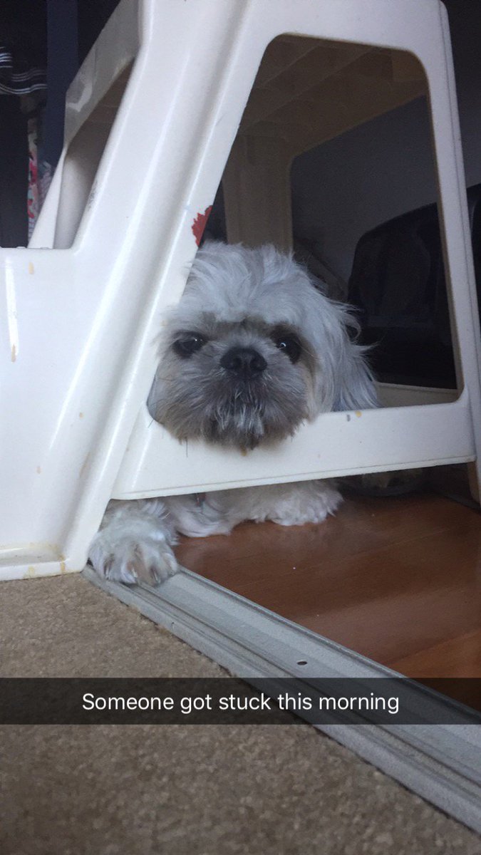 PiersonGrantPR's tweet photo. #PuppersofPiersonGrant spotlights our agency's third pup of #NationalPuppyDay, Bear! Bear is a one-year-old Shih Tzu mix who belongs to @_LexiRobinson_ . He loves cheese, belly rubs and his Lamb Chop toy. Bear has no regard for personal space. Happy @Natl_PuppyDay, Bear! https://t.co/IfCo7fVBe2