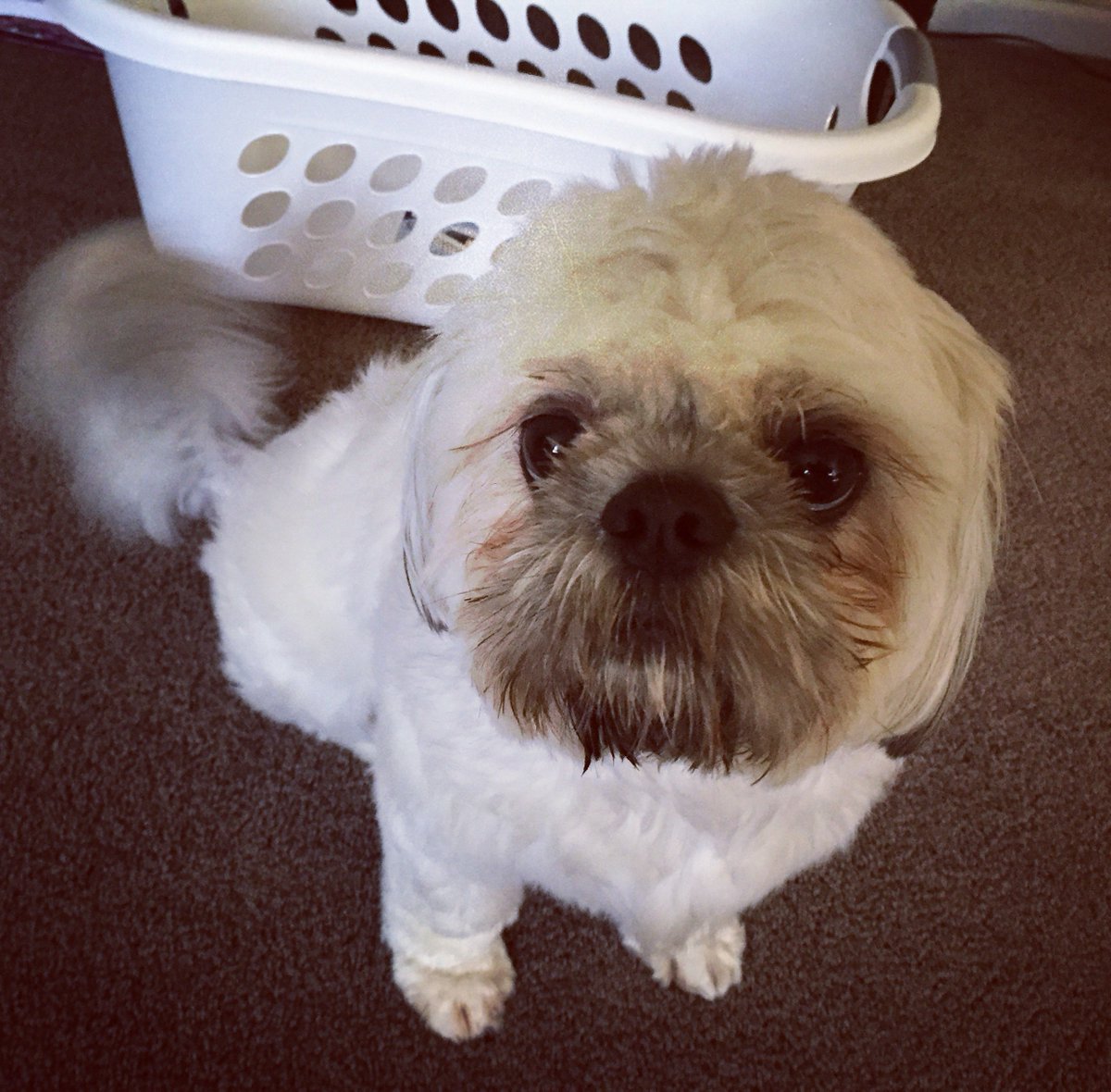 PiersonGrantPR's tweet photo. #PuppersofPiersonGrant spotlights our agency's third pup of #NationalPuppyDay, Bear! Bear is a one-year-old Shih Tzu mix who belongs to @_LexiRobinson_ . He loves cheese, belly rubs and his Lamb Chop toy. Bear has no regard for personal space. Happy @Natl_PuppyDay, Bear! https://t.co/IfCo7fVBe2