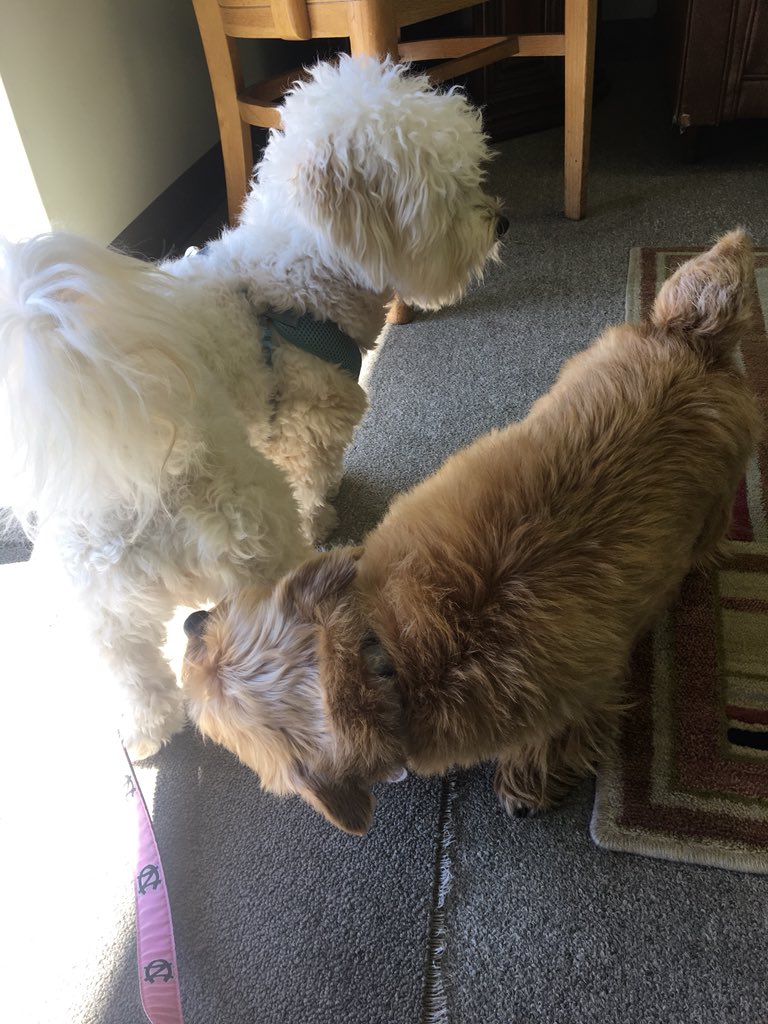 chapelhillmag's tweet image. Happy #NationalPuppyDay! Show us your #chapelhill pup and we’ll retweet. ❤️🐶  Here’s Olive &amp;amp; Suri to kick things off.