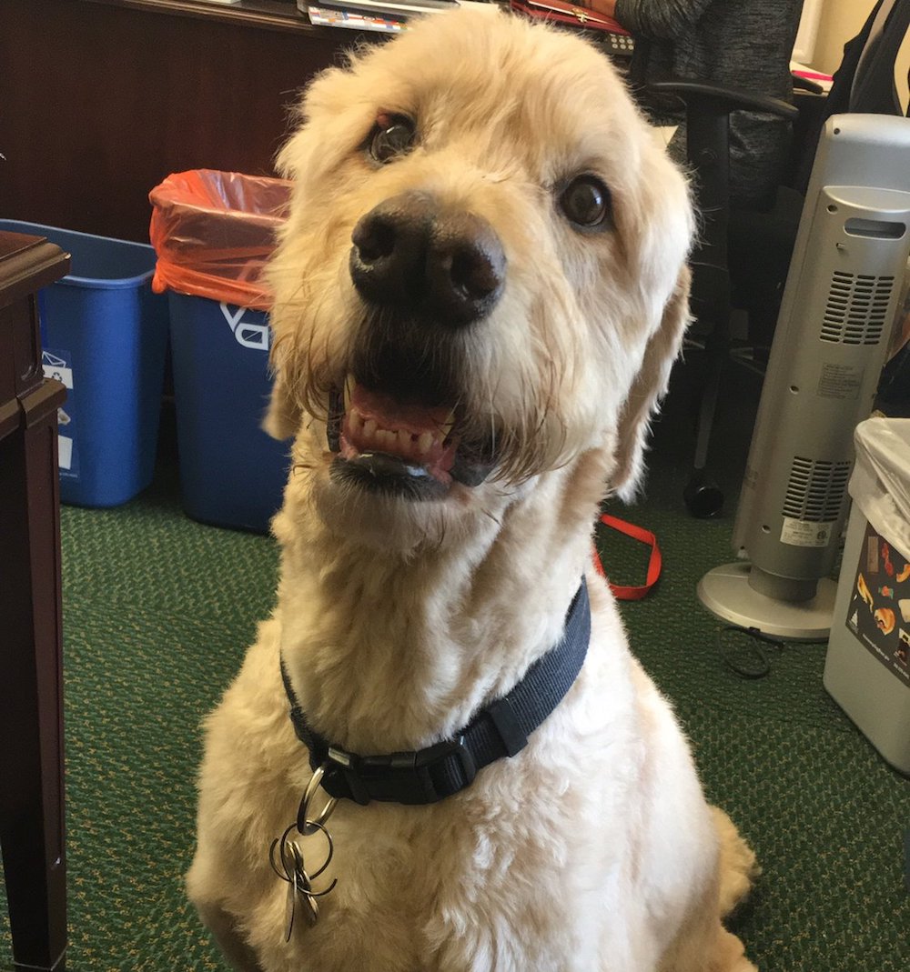 RepOHalleran's tweet photo. Happy #NationalPuppyDay to the office's puppy-at-heart Wilson. https://t.co/4msmSMkz9y https://t.co/oeOaEYMaEq