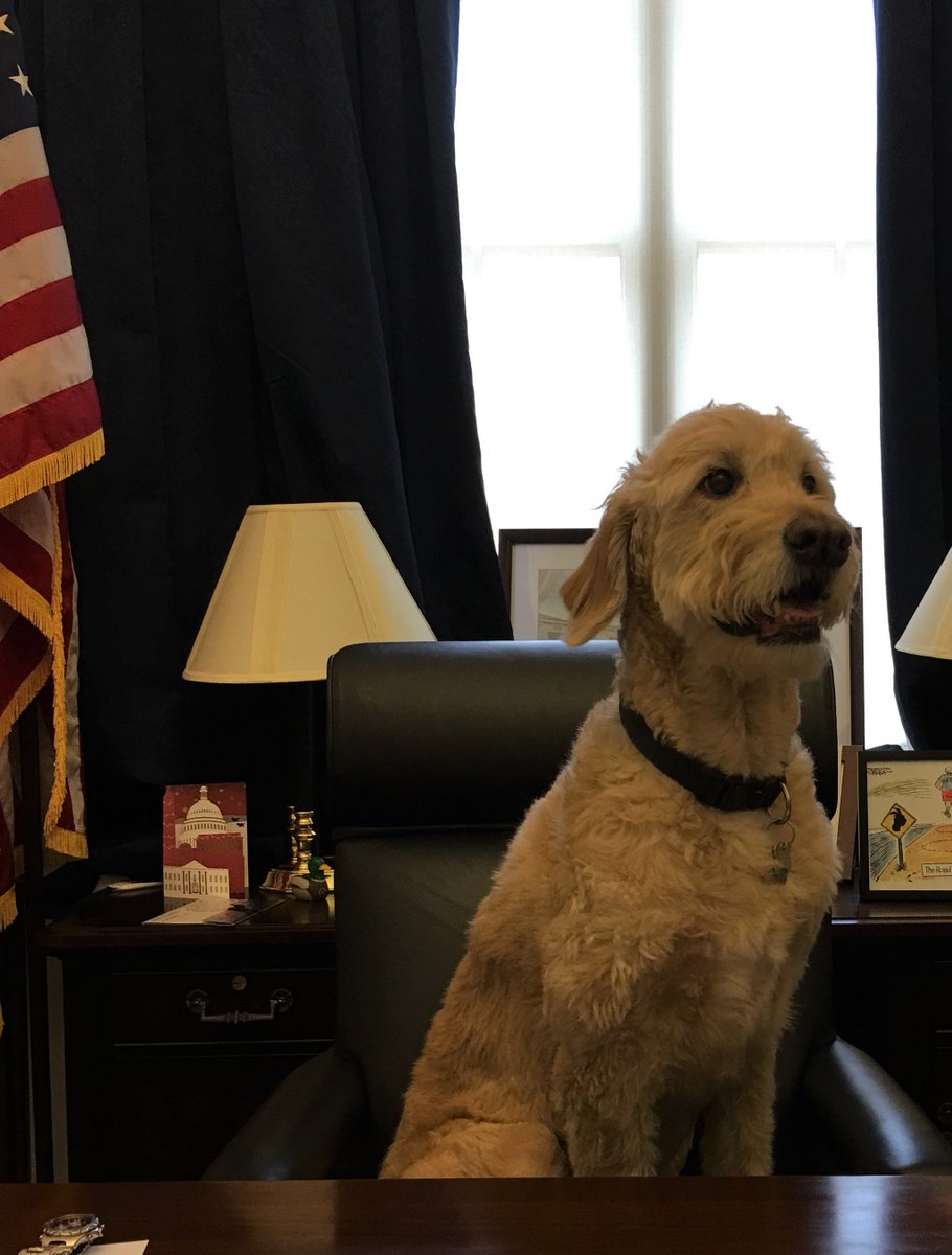 RepOHalleran's tweet photo. Happy #NationalPuppyDay to the office's puppy-at-heart Wilson. https://t.co/4msmSMkz9y https://t.co/oeOaEYMaEq