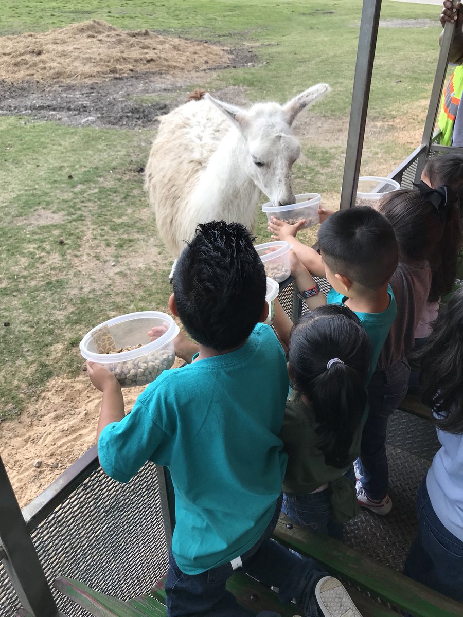 ShelyaWaters's tweet photo. The chaperone is terrified 😩😩😩 Is your Mama a Llama?? All my educators know that reference 😊 #fieldtrips #fieldtrippin #chaperonesrock @ExplorersCol https://t.co/8XUJHK63QR