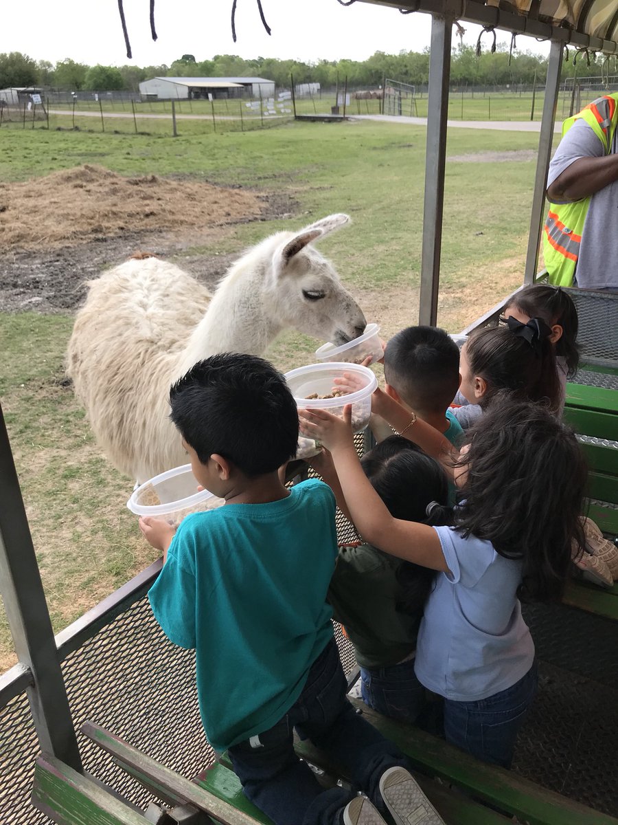 ShelyaWaters's tweet photo. The chaperone is terrified 😩😩😩 Is your Mama a Llama?? All my educators know that reference 😊 #fieldtrips #fieldtrippin #chaperonesrock @ExplorersCol https://t.co/8XUJHK63QR