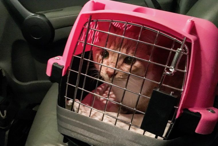 BringFido's tweet photo. American drivers are on the hunt for more #petfriendly vehicles so Fido can easily take to the road. #dogfriendly #pettravel #dogsincars #roadtrip  https://t.co/e67AjQXMJy https://t.co/1sNJnnfiFB