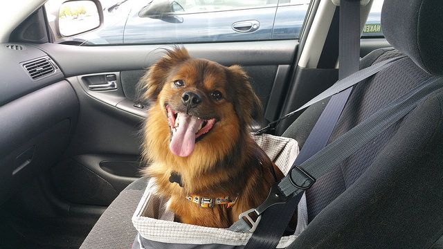 BringFido's tweet photo. American drivers are on the hunt for more #petfriendly vehicles so Fido can easily take to the road. #dogfriendly #pettravel #dogsincars #roadtrip  https://t.co/e67AjQXMJy https://t.co/1sNJnnfiFB