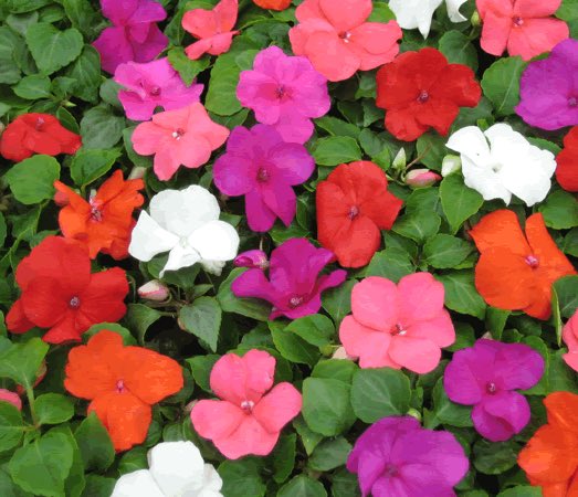 liesjeklomp's tweet photo. “Vlijtig Liesje” pretty as always, at least they will be soon! Incredible to see so many of these beautiful flowers from The Netherlands in the United States of America #NLinOrangeVA https://t.co/Q4DIR95NnS