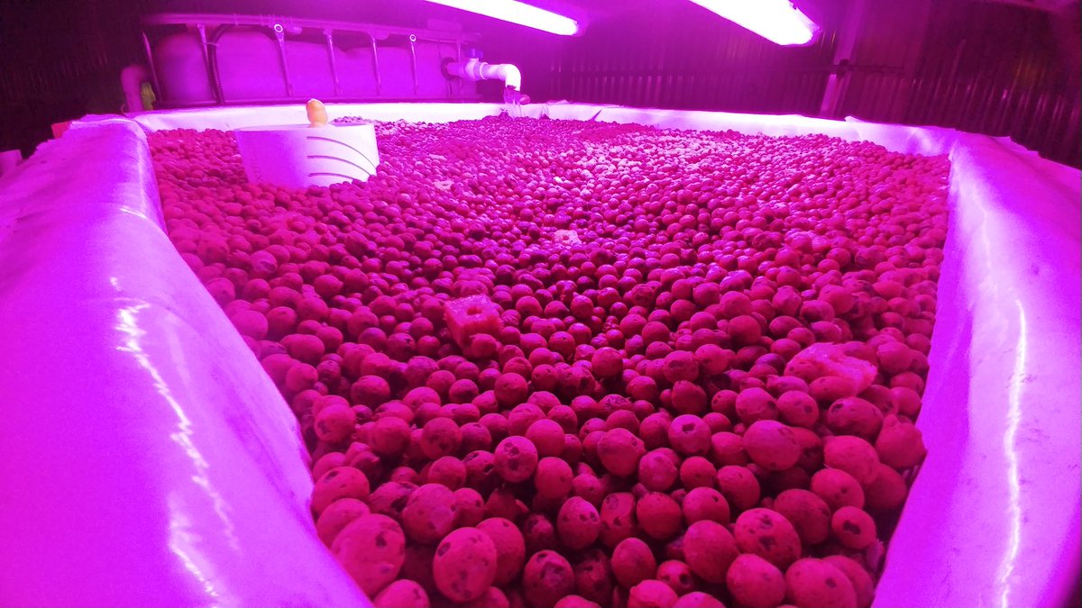 acccarpentry's tweet image. Our Electricity, Animal Science, Environmental and Engineering classes collaborated to construct a hydroponic system in our greenhouse
@ilovearlingtonv @Margaretchungcc