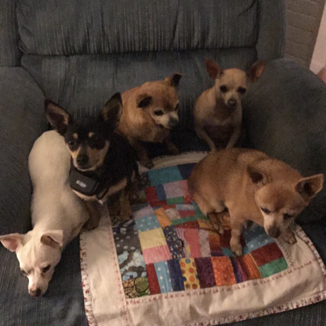 HopeDavis's tweet photo. Happy #NationalPuppyDay from me and @TheDavisRescues https://t.co/RF7fYdxZsc