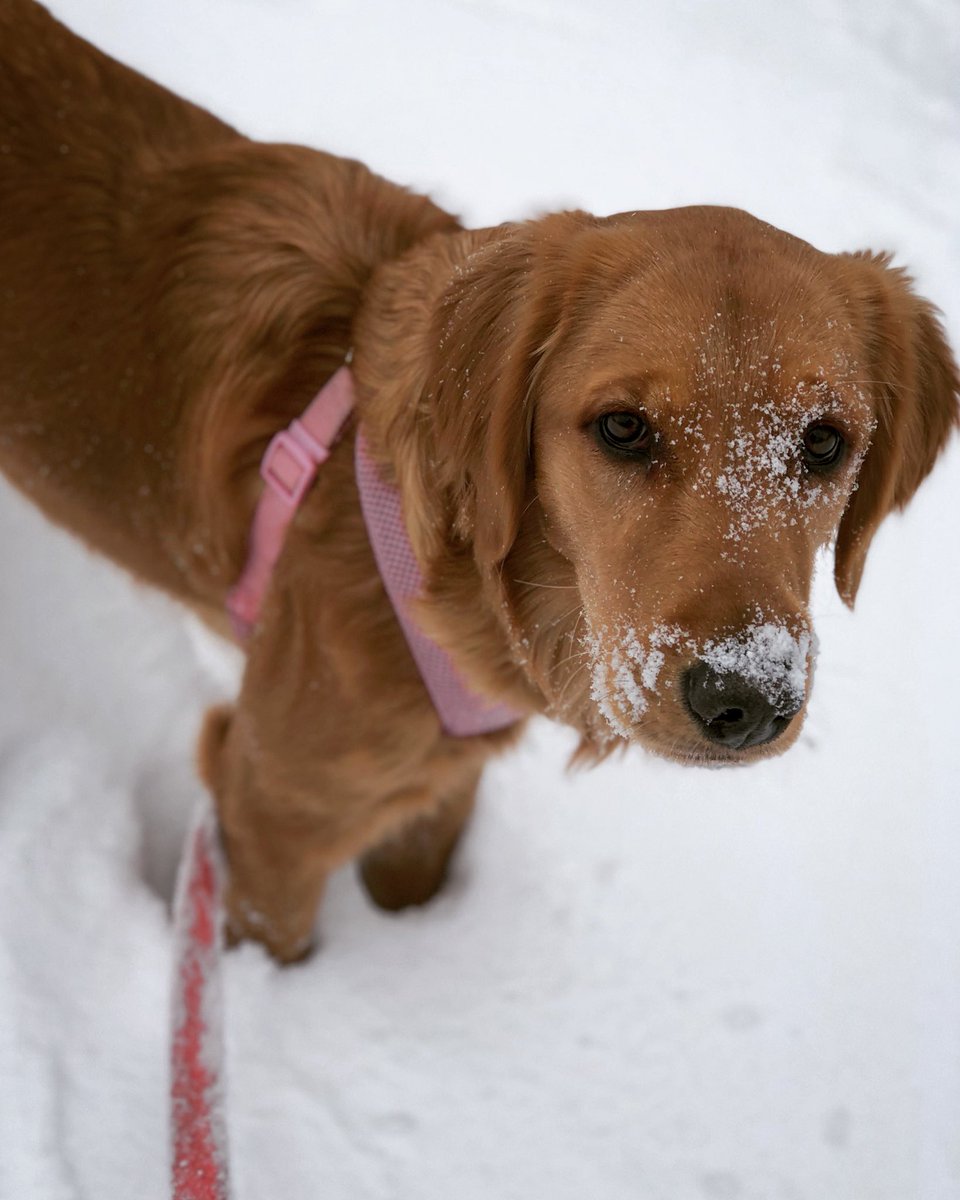 JPie25's tweet image. #NationalPuppyDay!!! @SarahB_RN #IvyAddison