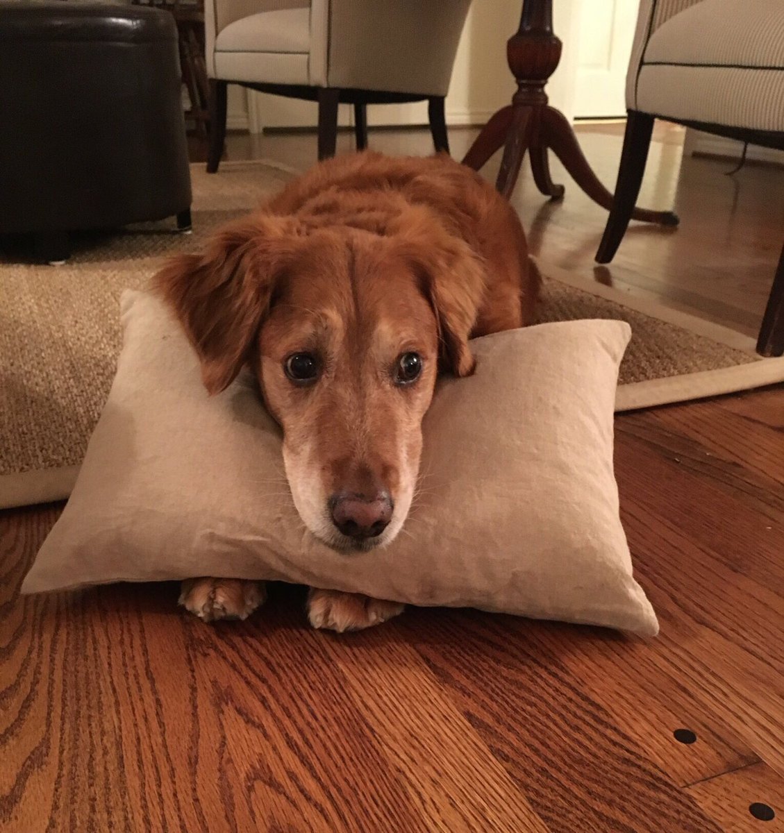 CarolineReppe's tweet photo. @dog_rates This is Alvin! He loves his pillow and will bring it to you when you come home. You can look at it but you can’t touch. He’s a good boy. #NationalPuppyDay https://t.co/K5fScO5eaH