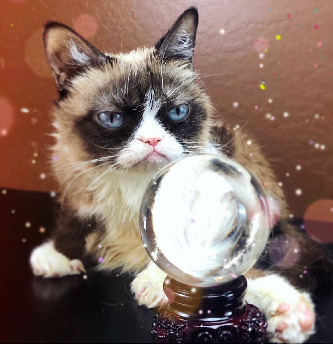 what_da_florida's tweet photo. "In your future I see me. Not being in it."
#grumpycat #grumpiercat #grumpy4life #tardarsauce #jesuisgrumpy https://t.co/i2RPHequjq