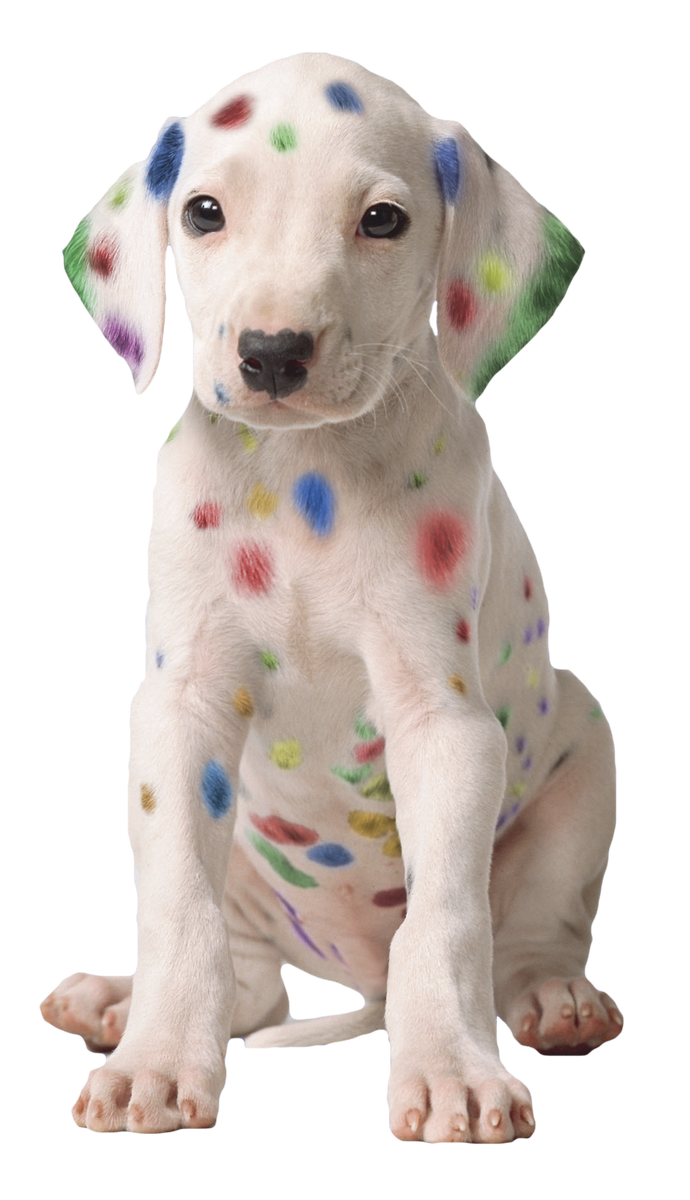 SpeedproBoston's tweet image. Happy #NationalPuppyDay from SpeedPro Imaging's Hue Dog! #SpeedProImaging