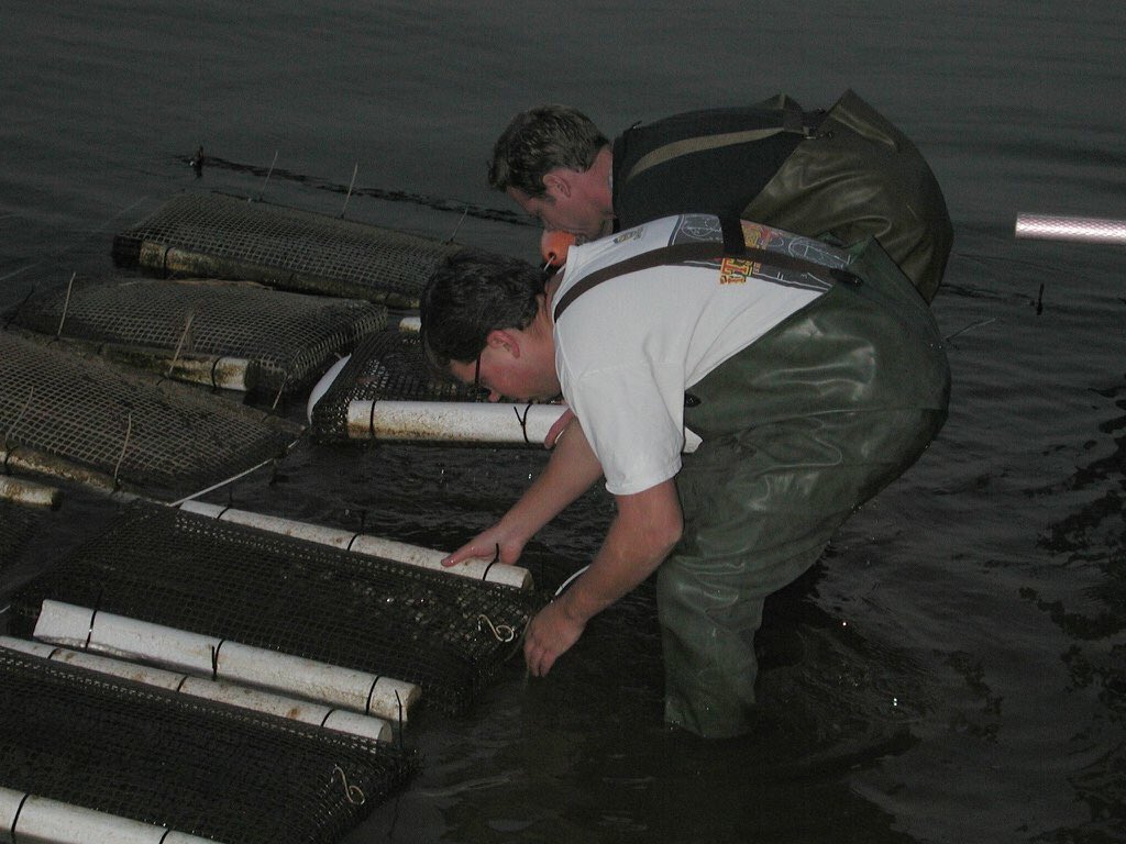 March 23 2002, Ryan and Travis officially revive Rappahannock Oyster Co. planting 3,000 oyster seed off a dock in Ware’s Wharf, Virginia.  Celebrating 16 years today!