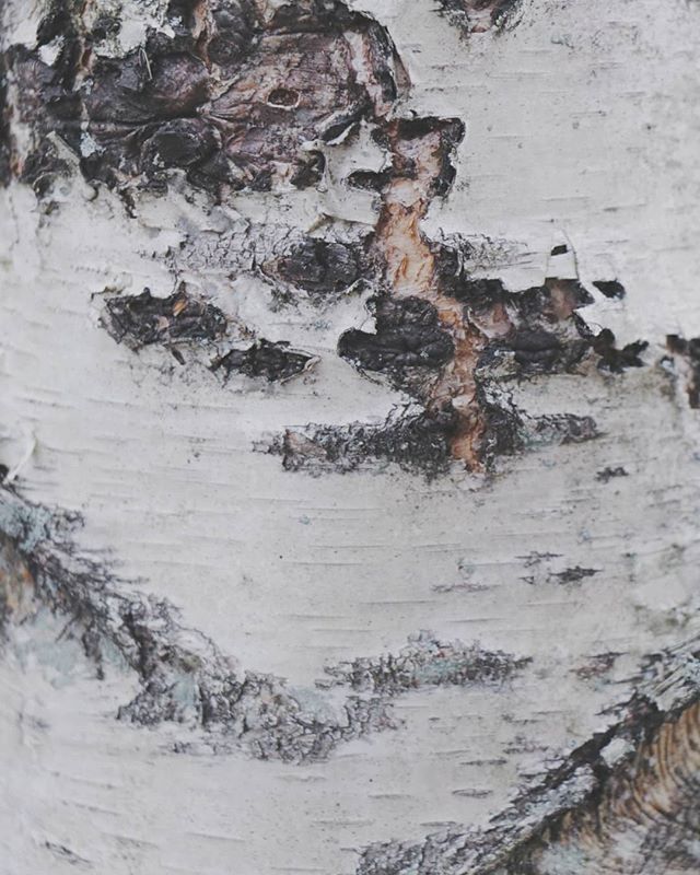 _laurensprfls's tweet photo. Happy Friday 🙂
.
.
.
#birch #birchbark #rusticdecor #texture #whitebark #whitebirch #canonphoto #canononly #canonphotography #canonfanphoto #canonofficial #canonoficial #naturelove #naturebrilliance #tree_brilliance #ashlandny #catskills #upstatenewyork #scenicny #folkscene… https://t.co/HuyaZWKHSk
