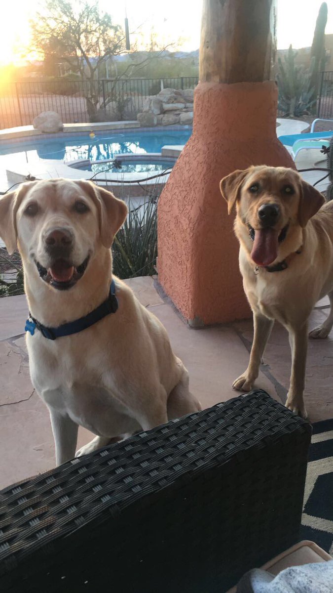 cheynekeate's tweet photo. NATIONAL PUPPY DAY 💕 https://t.co/KfDwlD4KvS