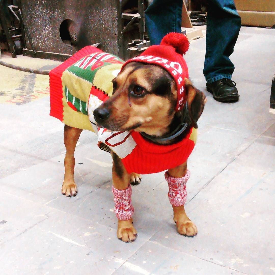 playmakersrep's tweet photo. Scout, taking her job very seriously as Assistant to the Stage Managers, is bundled up for the bitter cold during tech week of #DotPRC. #NationalPuppyDay https://t.co/f0esra8Jow