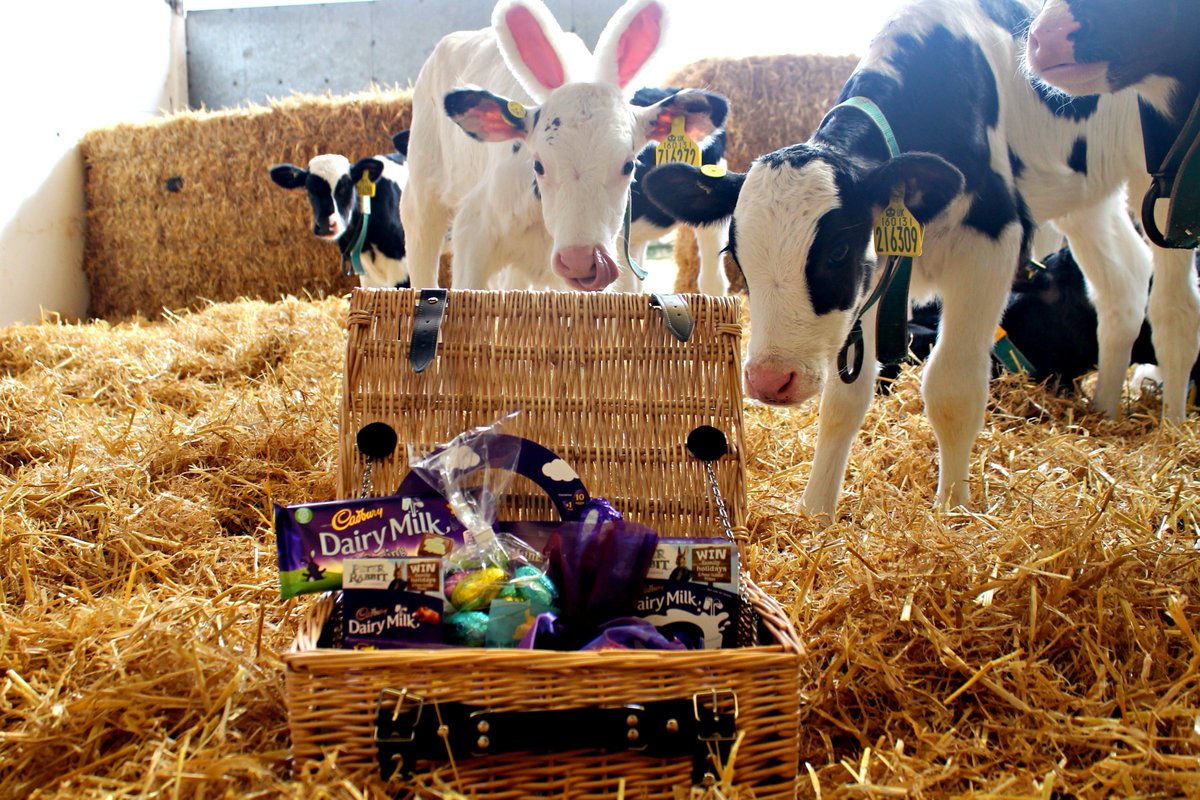 cogentbreeding's tweet photo. As we're Springing towards PROOF DAY, we have an EGGciting competition!

*Easter Giveaway - #WIN a Hamper! * To enter the competition all you have to do is LIKE and RT our post. Winner chosen Wednesday 28th March – just in time for Easter! https://t.co/iLeRaRrkjZ