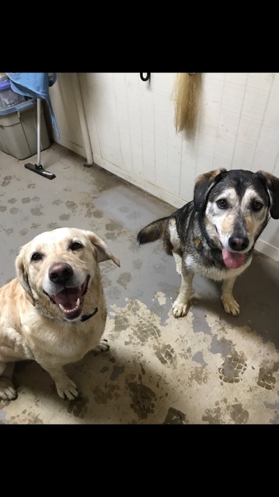 celinefinkk's tweet photo. @dog_rates #nationalpuppyday ❣️ https://t.co/qHZ1axlB6z