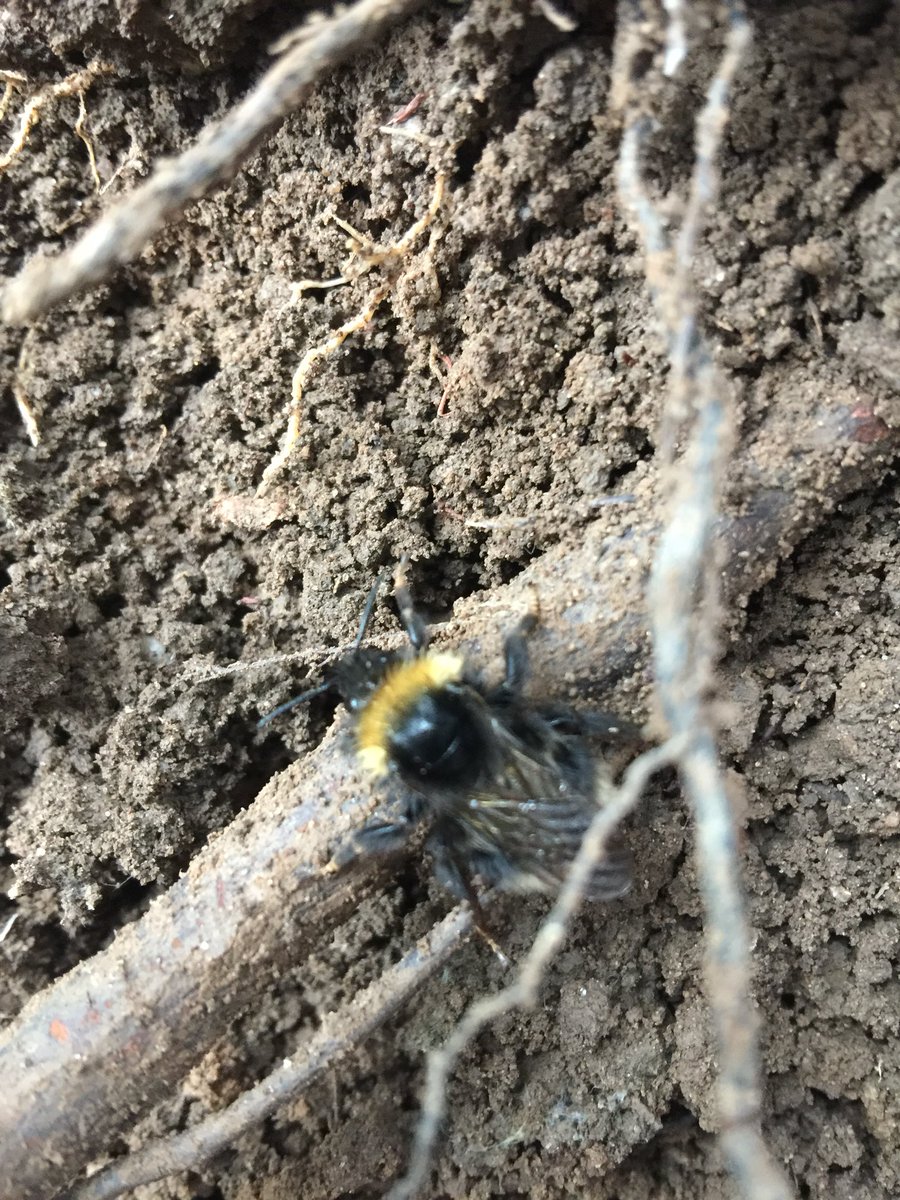 MossheadPre's tweet photo. @CreativeSTAR @Muddyfaces @wearewildthing Great excitement as one of the children found a bee in the forest 🐝 https://t.co/FSYbXo6R7K