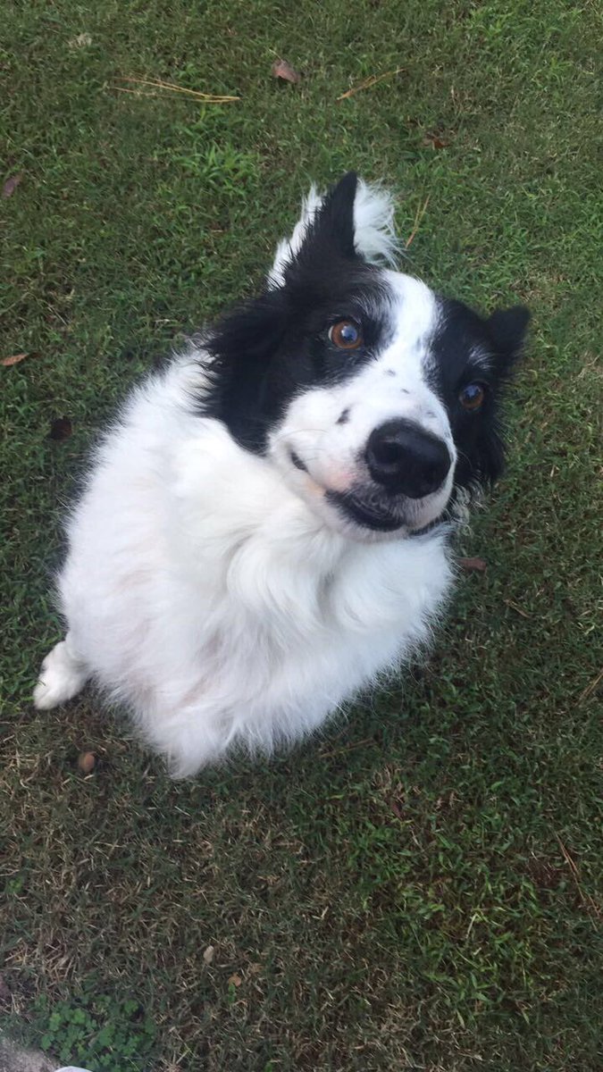 celemoonnn's tweet photo. Happy National Puppy Day to my faves puppers out there!! https://t.co/t5V3tzOEuJ