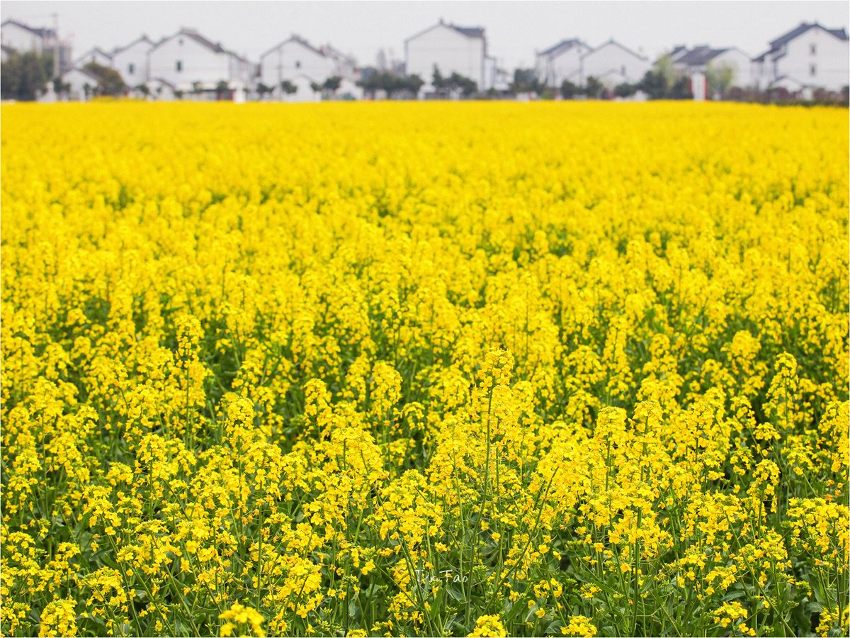 VisitSuzhou's tweet image. We&apos;re very excited to welcome in the #StartOfSpring at the #MacysFlowerShow this weekend!