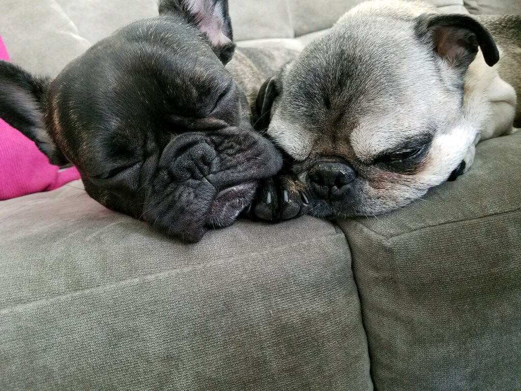 Me and Sophie are taking naps. 💤