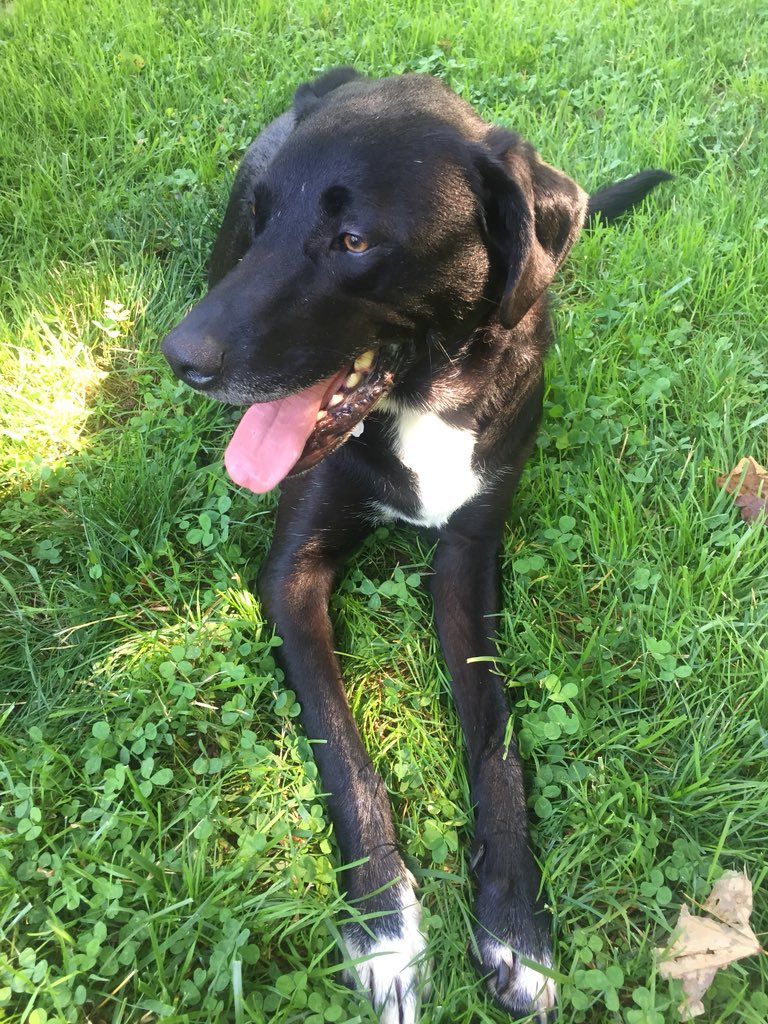 prims_tweets's tweet photo. @dog_rates I don’t have a dog but here I am! https://t.co/hrW3GYLVAW