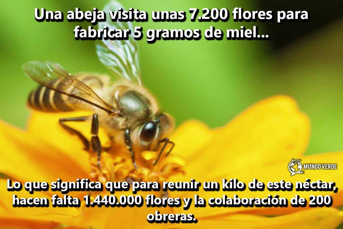 MtyMundo's tweet photo. Y sin vacaciones, ni semana santa, ni prestaciones, ni nada... ¿Todavía te dan ganas de atraparlas en el botellas de refresco? - https://t.co/FyMS4mnfAW

#Abejas #SemanaSanta #Viernes #Vacaciones #MundoVerde https://t.co/WuWLpRLePd