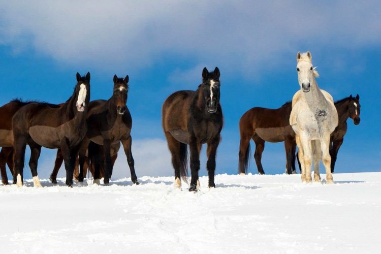 .<a href="/EHCEquine/">Intermont Equestrian</a> Intermont Equestrian IDA Team Cancels Saturday's Show At Virginia Tech gowasps.com/x/mi020