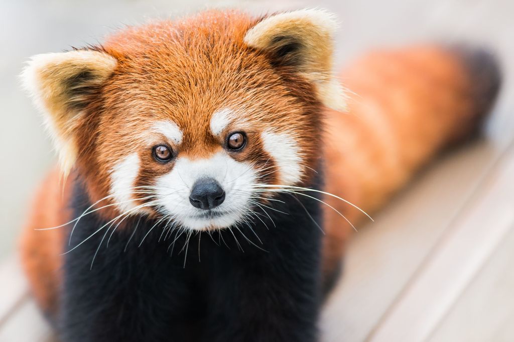 _Naeray's tweet photo. Le panda roux a perdu 50% de sa population en 20 ans et le déclin risque de s'intensifier au cours des 20 prochaines années.
Menacés par la construction d'habitations, de routes et d'élevages, cette espèce figure dans la liste rouge des espèces menacées.

L'heure est grave. https://t.co/DdUJJCBAbr