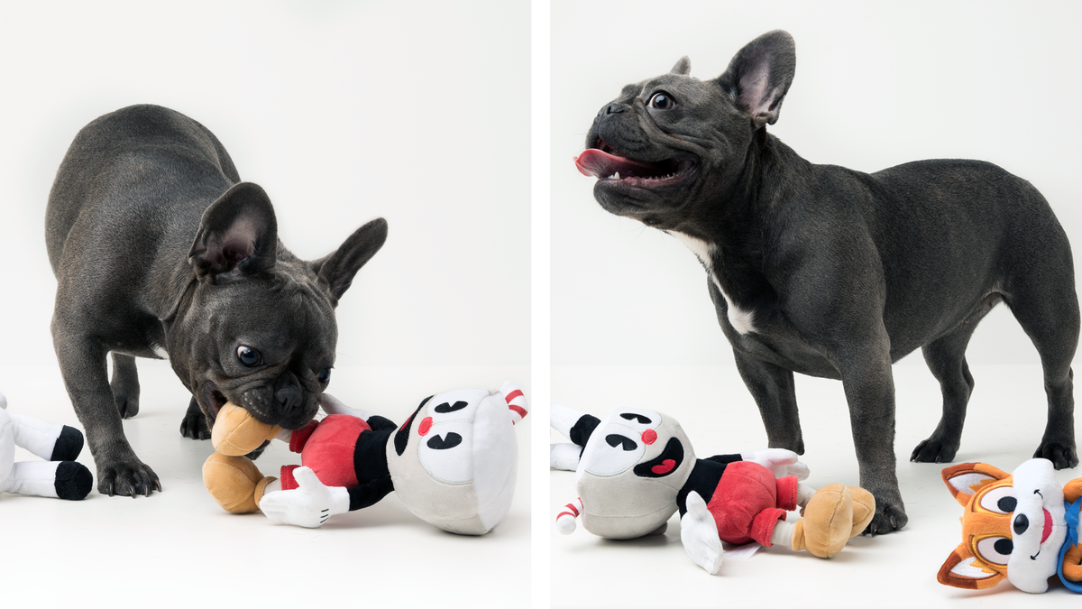 XBOX's tweet photo. #Cuphead faces his toughest boss yet: this adorable Frenchie. #NationalPuppyDay https://t.co/hqDV1c5Gqg