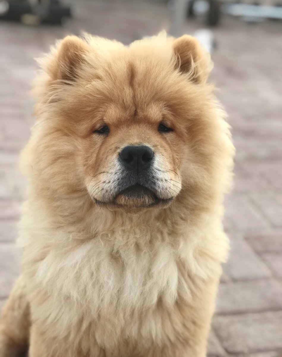 Fvllco's tweet photo. Since it’s #NationalPuppyDay everyone meet Simba 🦁 https://t.co/xSOXp5ELG5