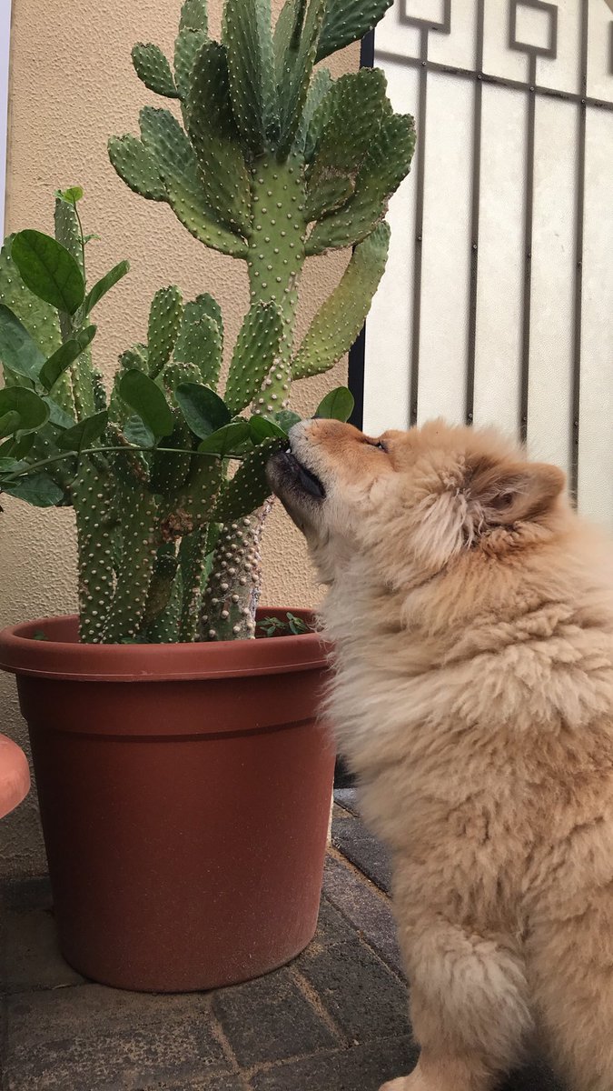 Fvllco's tweet photo. Since it’s #NationalPuppyDay everyone meet Simba 🦁 https://t.co/xSOXp5ELG5