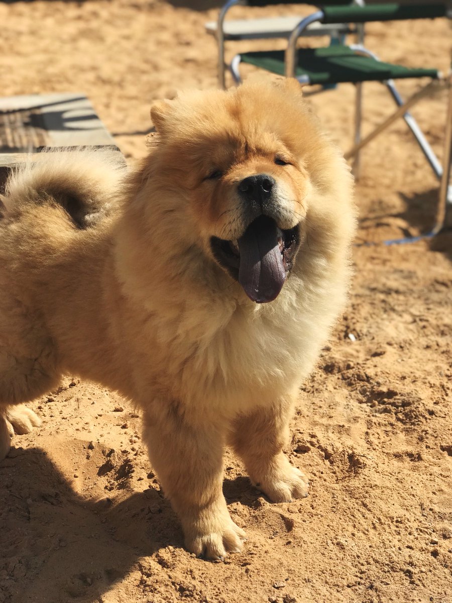 Fvllco's tweet photo. Since it’s #NationalPuppyDay everyone meet Simba 🦁 https://t.co/xSOXp5ELG5
