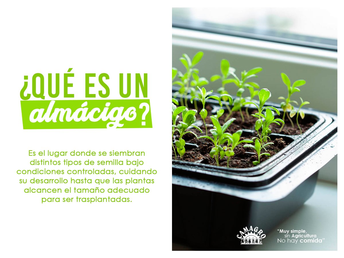 ¿Conoces qué es un almácigo? #CAMAGRO