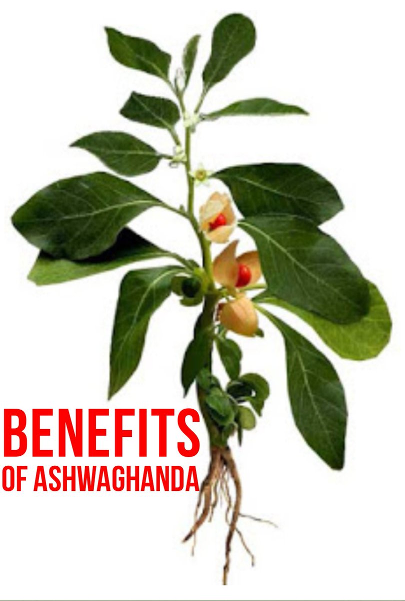 HGenics's tweet image. Ashwaghanda is one of the main ingredients in LP-9 ! No wonder people love it so much 🤗

Take a look at some of the health benefits here

draxe.com/ashwagandha-be…

#health #depression #anxiety #strenght #nutrition #herbs
