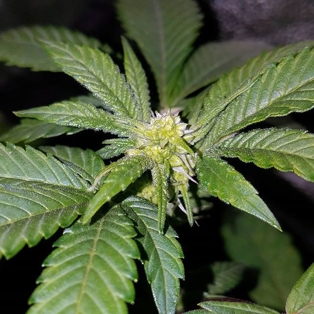 HouseOfMedsSF's tweet photo. Now it's time to wait and see when she/he starts dropping. 🌴☀🌴
.
.
.
.
#AlwaysBeFlowering #ABFGenetics #Loyalty #Integrity #NoFuckBoys #SuckaFree #ICMAGFam #IckmagMafia https://t.co/9rFgnL442B https://t.co/EWQfStmJzD