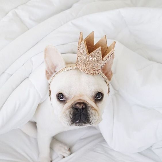 Did you know it's #NationalPuppyDay ? Learn how to keep your pup pain-free with Cannabis Oil for Dogs: ow.ly/9USI30iBPRg